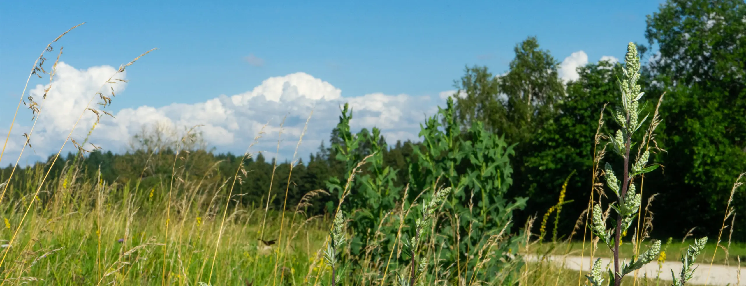 Ladestation in der Natur im Feld unter blauem Himmel